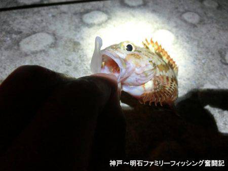 ジグヘッドがいくらあっても足りない