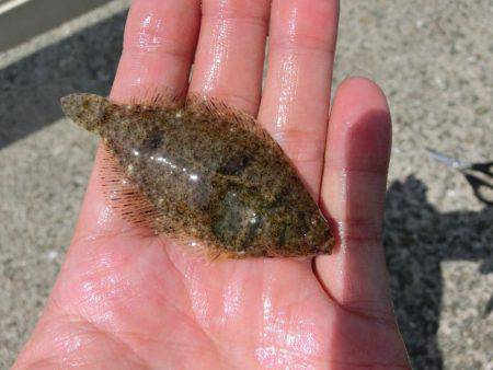 林崎漁港に豆アジが来たーっ‼