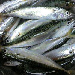 ライトワインドで小サバの乱舞