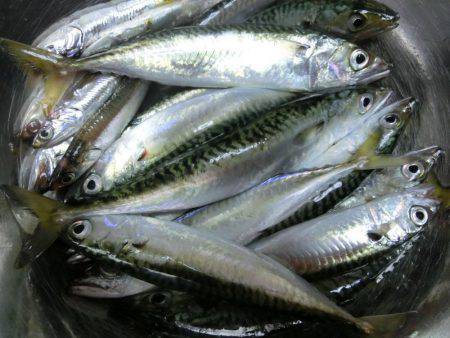 ライトワインドで小サバの乱舞