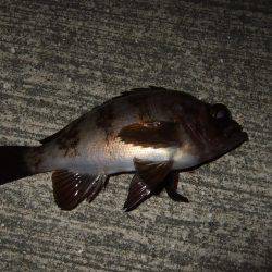 メバル好調キープ