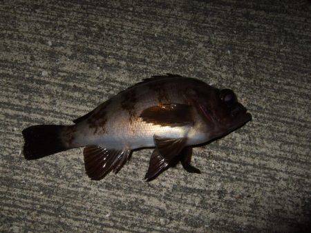 メバル好調キープ