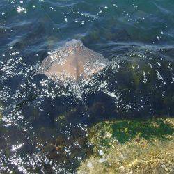 キスも釣れました。