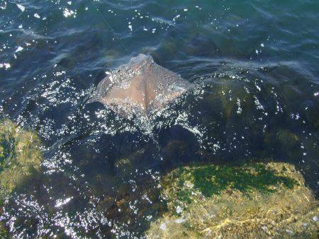 キスも釣れました。