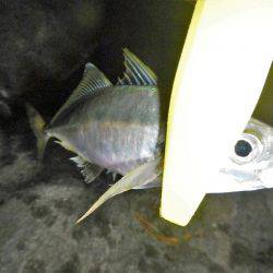 調子出てきました