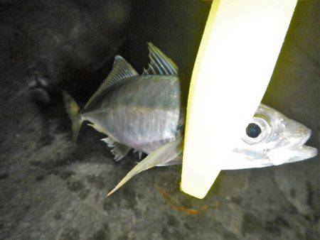 調子出てきました