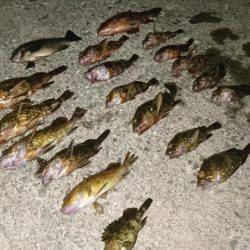 ガシラ&アコウ&グレ