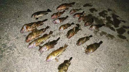 ガシラ&アコウ&グレ