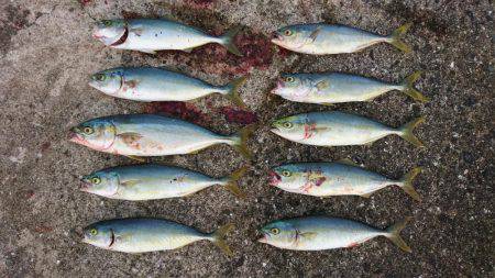 ツバス,シーバス入れ食い