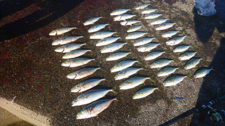 ツバス激釣&シーバス