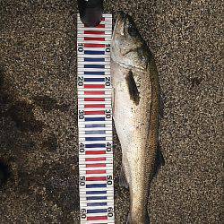 スズキケンサキ