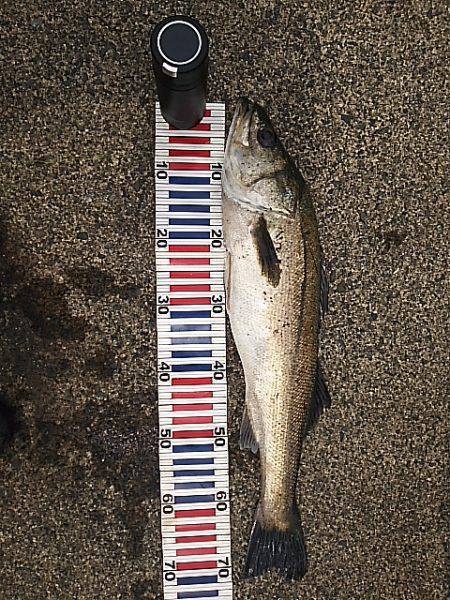 スズキケンサキ