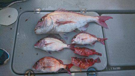 明石鯛爆釣⁉️