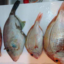 ウミック手漕ぎボート❕