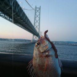 アコウを含む五目達成