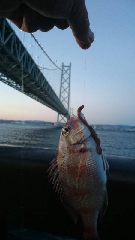 アコウを含む五目達成