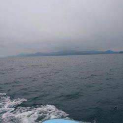 ボートエギング