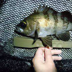 メバリング 自己最高記録