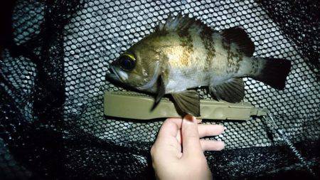 メバリング 自己最高記録