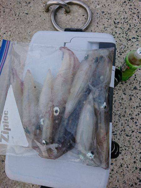 ケンサキイカ リベンジ