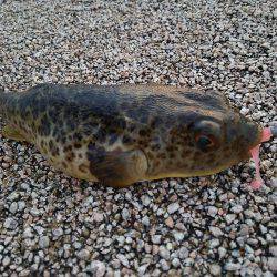 魚の活性は低かった