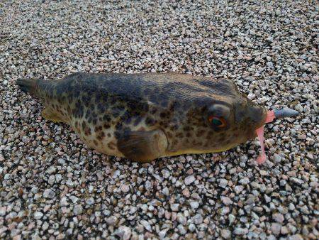 魚の活性は低かった