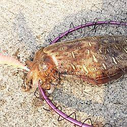 リアクションで辛うじて