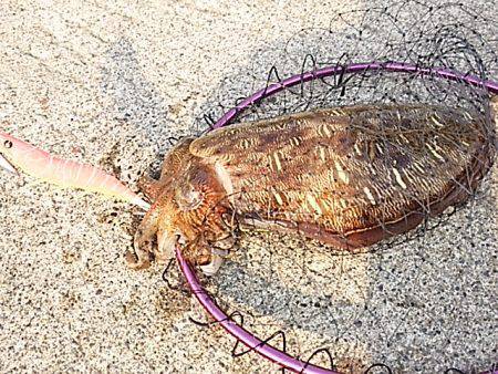 リアクションで辛うじて