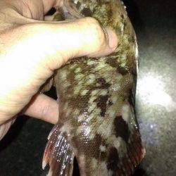 ガシラ保険は安全確実