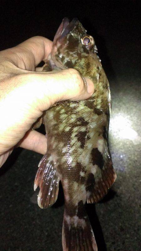 ガシラ保険は安全確実