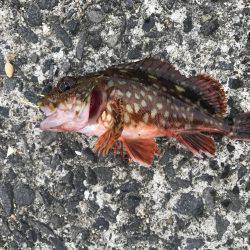 食いが渋かった