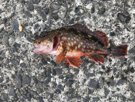 食いが渋かった