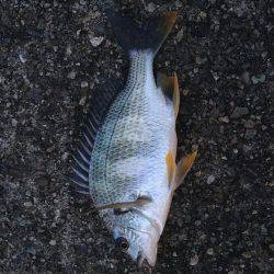 結局、ボラ釣り