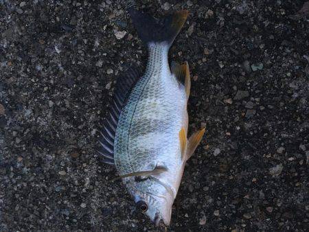 結局、ボラ釣り