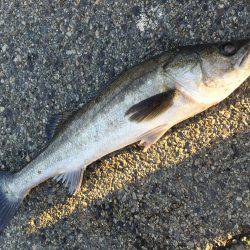 エビ撒き、イソメ、72cmのスズキゲット！！