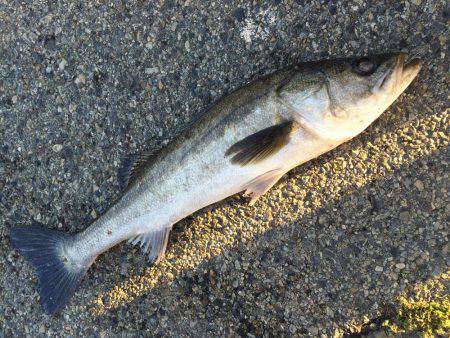 エビ撒き、イソメ、72cmのスズキゲット！！