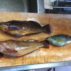 のべ竿を使いたくて使いたくて！