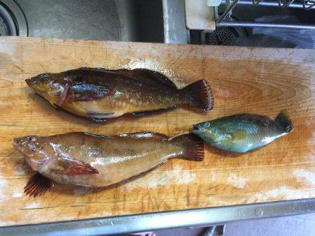 のべ竿を使いたくて使いたくて！