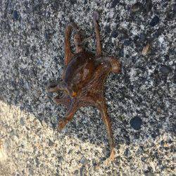 ちょい投げ釣り