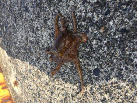 ちょい投げ釣り