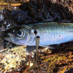 めちゃ久々のヤエン。