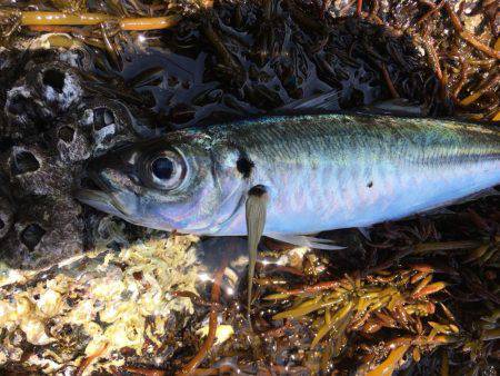 めちゃ久々のヤエン。