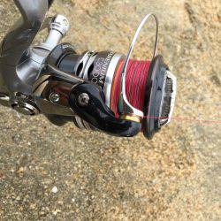 キスが釣りたい