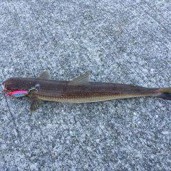 淡路島キス釣り＋いつもの…