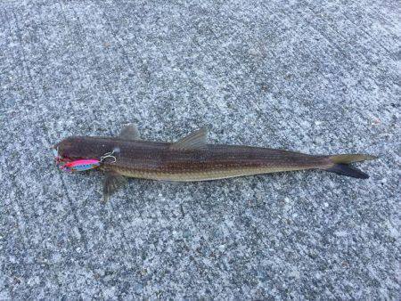 淡路島キス釣り＋いつもの…