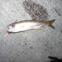 噂の勝浦港は小物ばかり・・・