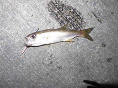 噂の勝浦港は小物ばかり・・・