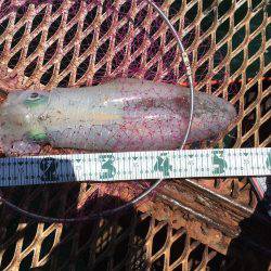 通った甲斐がありました、春イカ