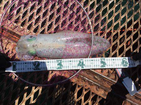 通った甲斐がありました、春イカ