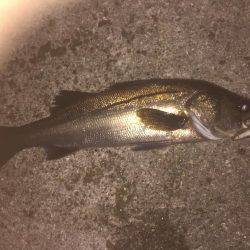 シーバス狙いのはずが